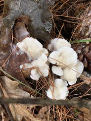 Gloeoporus dichrous