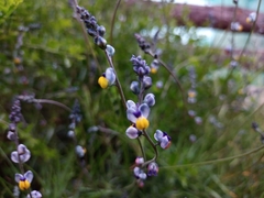 Monnina philippiana
