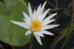 Nymphaea lotus