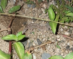 Hemidactylus frenatus