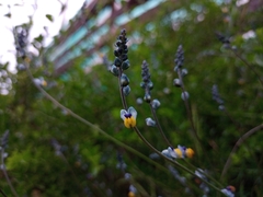 Monnina philippiana