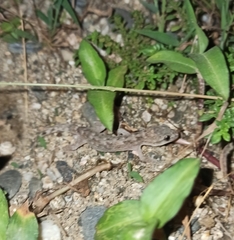 Hemidactylus frenatus