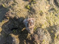 Conus coronatus