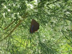 Atlides halesus