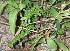 Hemidactylus frenatus