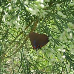 Atlides halesus