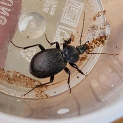 Sphaeroderus stenostomus