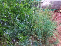 Monnina philippiana