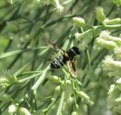 Hoplitimyia constans