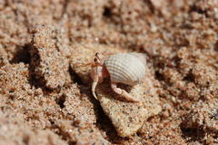 Coenobita scaevola