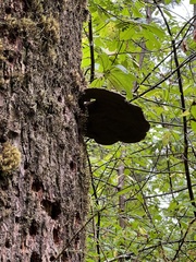 Fomitopsis ochracea