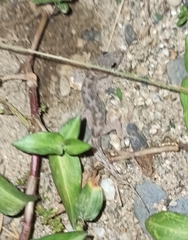 Hemidactylus frenatus