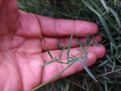 Monnina philippiana