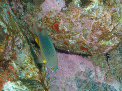 Plectroglyphidodon gascoynei