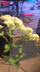 Eupatorium rotundifolium