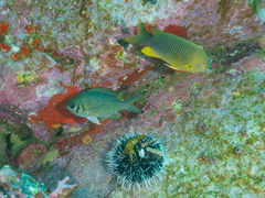 Plectroglyphidodon gascoynei