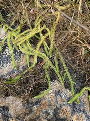 Lycopodiella