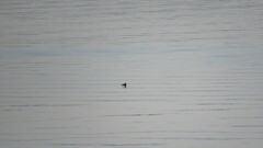 Cerorhinca monocerata