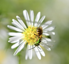 Agapostemon