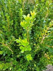 Buxus sempervirens