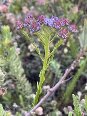 Pseudoselago spuria