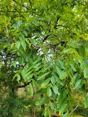 Juglans nigra