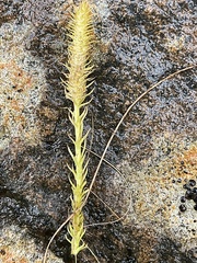 Lycopodiella