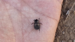 Trogidae