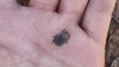 Trogidae