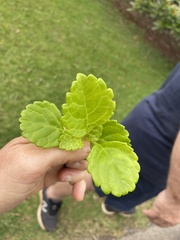 Plectranthus verticillatus