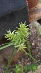 Cyperus ligularis