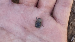 Trogidae