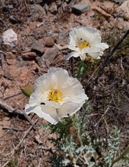 Argemone hunnemannii