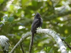 Contopus fumigatus