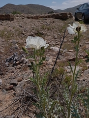 Argemone hunnemannii