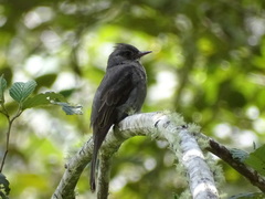 Contopus fumigatus