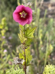 Anisodontea