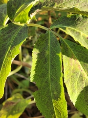 Sambucus nigra