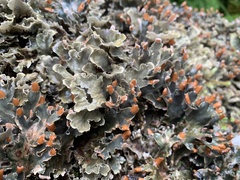 Peltigera polydactylon