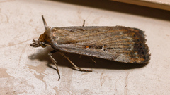 Tathorhynchus fallax