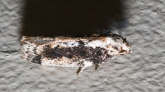 Philobota baryptera