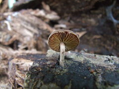 Simocybe sumptuosa
