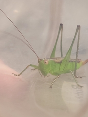 Conocephalus brevipennis