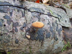 Simocybe sumptuosa