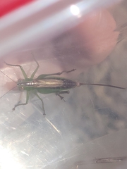 Conocephalus brevipennis
