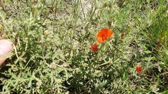 Sphaeralcea australis