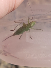 Conocephalus brevipennis