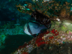 Dascyllus reticulatus