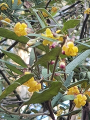 Pittosporum bicolor