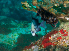 Dascyllus reticulatus